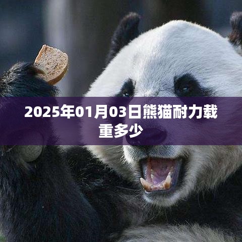 熊猫载重揭秘,2025年1月3日耐力载重数据公布