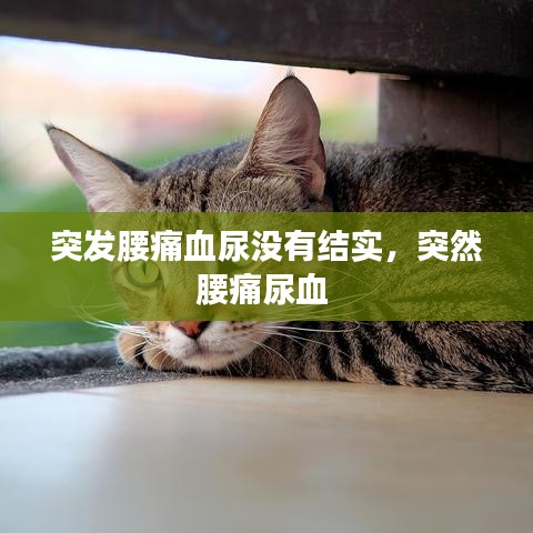 突发腰痛血尿没有结实,突然腰痛尿血