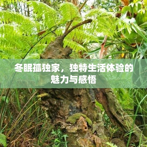 冬眠孤独家，独特生活体验的魅力与感悟