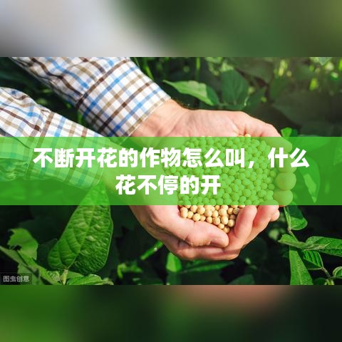不断开花的作物怎么叫，什么花不停的开 