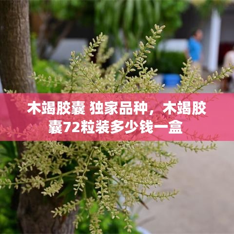 木竭胶囊 独家品种，木竭胶囊72粒装多少钱一盒 