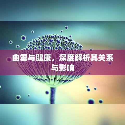 曲霉与健康，深度解析其关系与影响