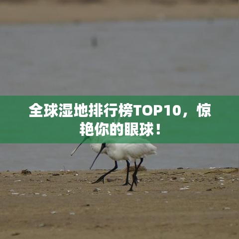 全球湿地排行榜TOP10,惊艳你的眼球!