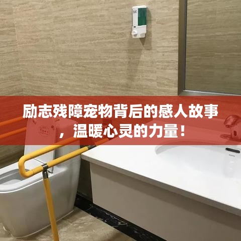 励志残障宠物背后的感人故事，温暖心灵的力量！