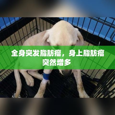 全身突发脂肪瘤，身上脂肪瘤突然增多 