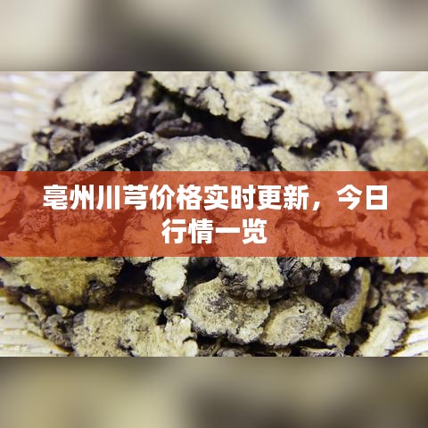 亳州川芎价格实时更新,今日行情一览