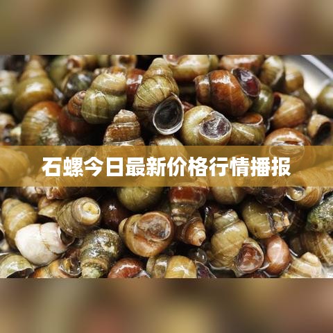 石螺今日最新价格行情播报