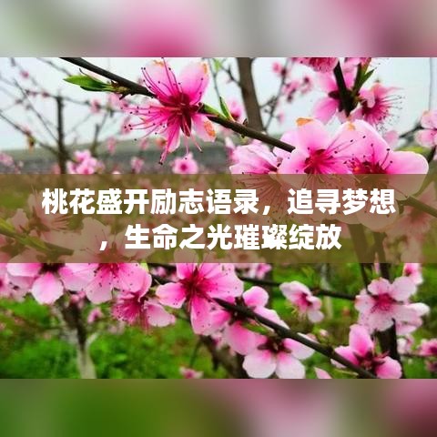 桃花盛开励志语录，追寻梦想，生命之光璀璨绽放