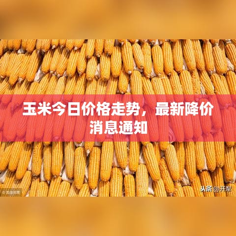玉米今日价格走势，最新降价消息通知