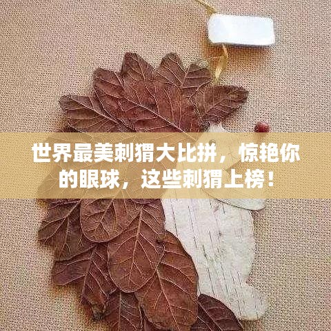 世界最美刺猬大比拼，惊艳你的眼球，这些刺猬上榜！