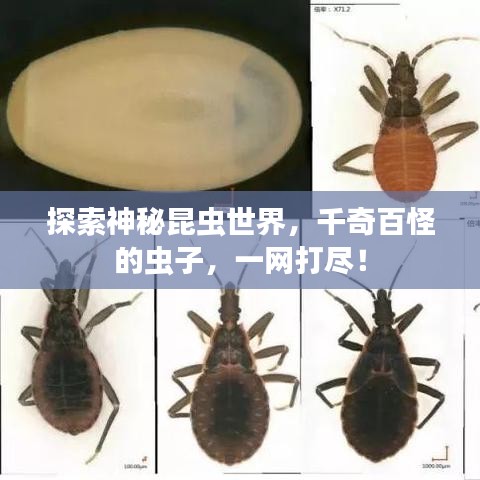 探索神秘昆虫世界,千奇百怪的虫子,一网打尽!