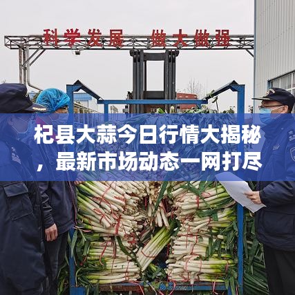 杞县大蒜今日行情大揭秘，最新市场动态一网打尽