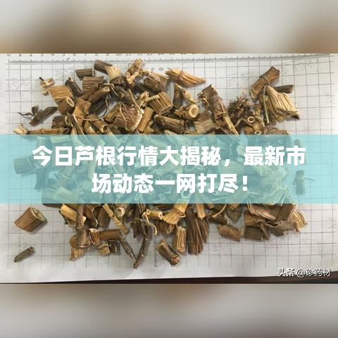 今日芦根行情大揭秘，最新市场动态一网打尽！