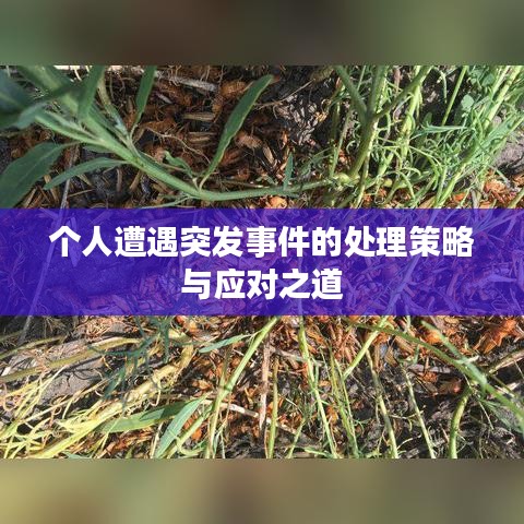 个人遭遇突发事件的处理策略与应对之道