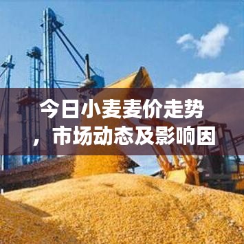 今日小麦麦价走势，市场动态及影响因素深度解析
