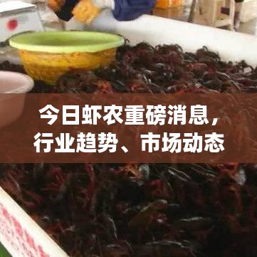 今日虾农重磅消息，行业趋势、市场动态及前景展望深度解析