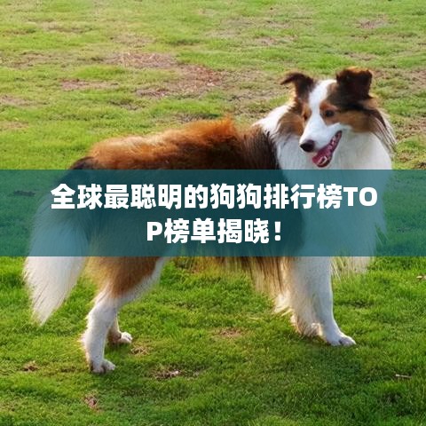 全球最聪明的狗狗排行榜TOP榜单揭晓！