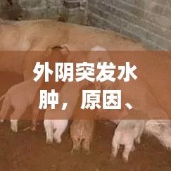 外阴突发水肿,原因、症状及有效治疗方法解析