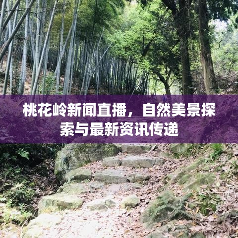 桃花岭新闻直播,自然美景探索与最新资讯传递