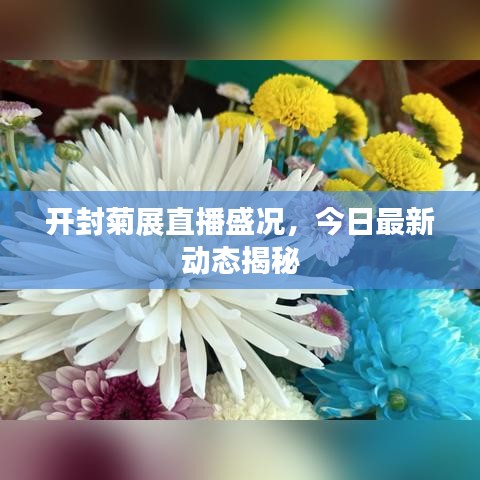 开封菊展直播盛况,今日最新动态揭秘