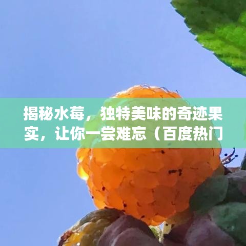 揭秘水莓，独特美味的奇迹果实，让你一尝难忘（百度热门搜索水莓）