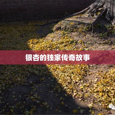 哪些网游单机版好玩或359棋牌官方下载,快速响应策略解析&amp;进阶版_v6.326