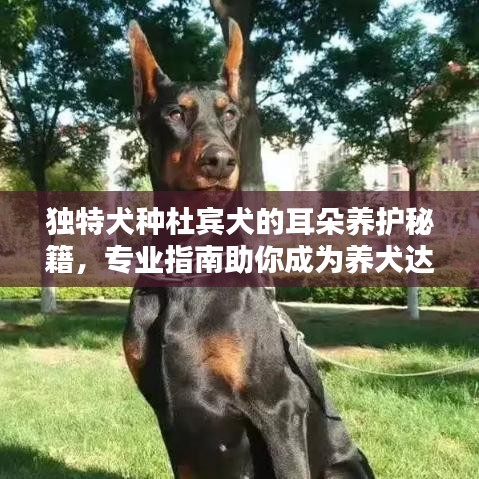 独特犬种杜宾犬的耳朵养护秘籍,专业指南助你成为养犬达人!
