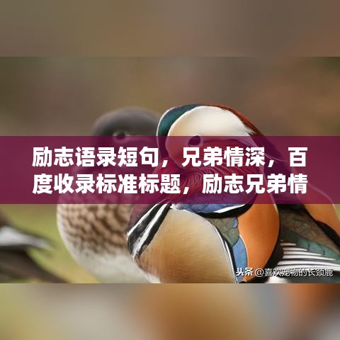 励志语录短句，兄弟情深，百度收录标准标题，励志兄弟情，短句触动心弦