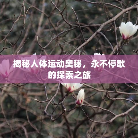 揭秘人体运动奥秘，永不停歇的探索之旅