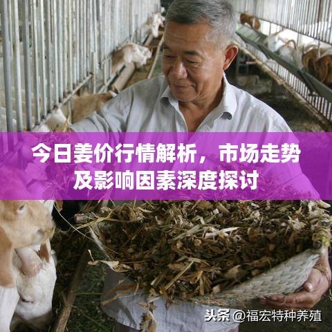 今日姜价行情解析，市场走势及影响因素深度探讨