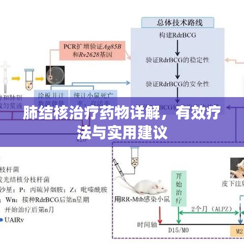 肺结核治疗药物详解，有效疗法与实用建议