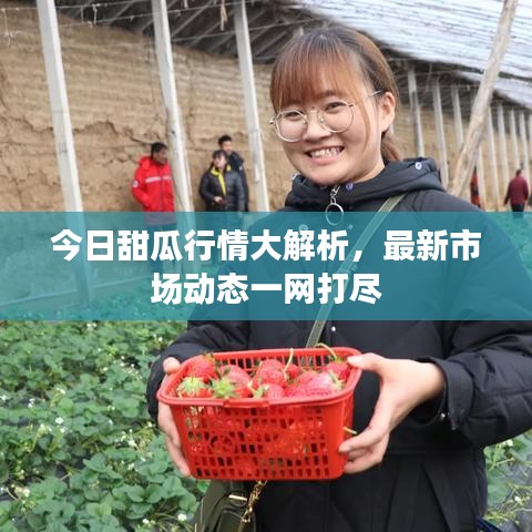 今日甜瓜行情大解析，最新市场动态一网打尽