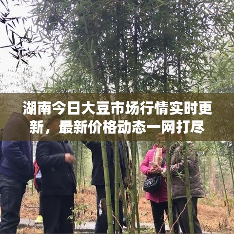 湖南今日大豆市场行情实时更新，最新价格动态一网打尽