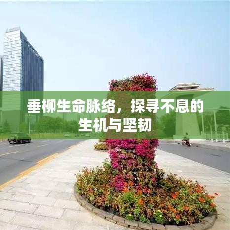 垂柳生命脉络,探寻不息的生机与坚韧