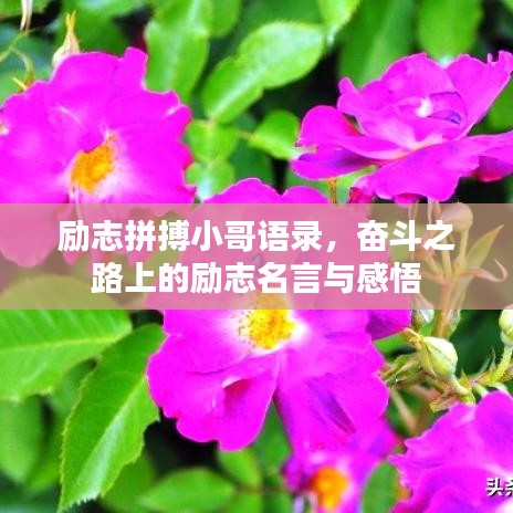 励志拼搏小哥语录,奋斗之路上的励志名言与感悟