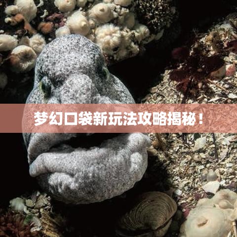 梦幻口袋新玩法攻略揭秘！