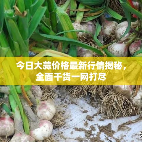 今日大蒜价格最新行情揭秘，全面干货一网打尽