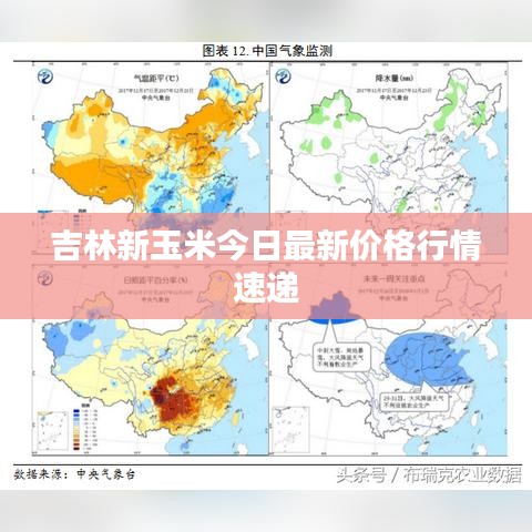 吉林新玉米今日最新价格行情速递