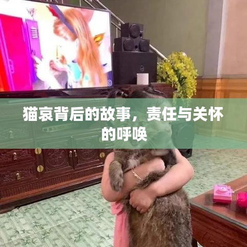 猫哀背后的故事，责任与关怀的呼唤