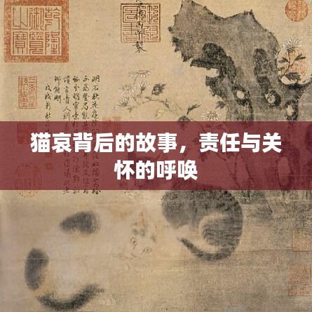 猫哀背后的故事,责任与关怀的呼唤