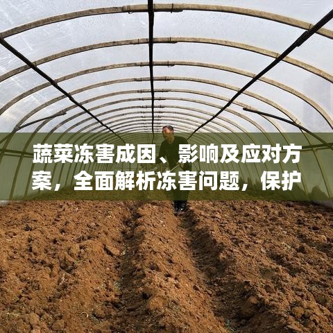 蔬菜冻害成因、影响及应对方案，全面解析冻害问题，保护蔬菜生长安全