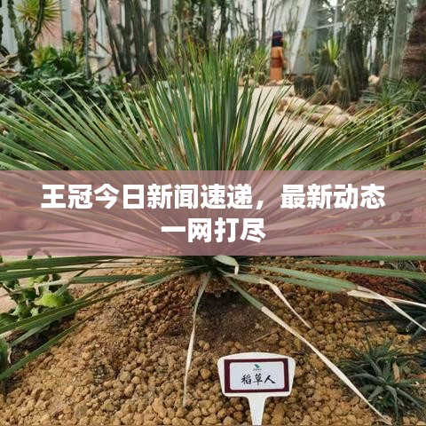 王冠今日新闻速递，最新动态一网打尽