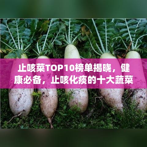 止咳菜TOP10榜单揭晓,健康必备,止咳化痰的十大蔬菜!
