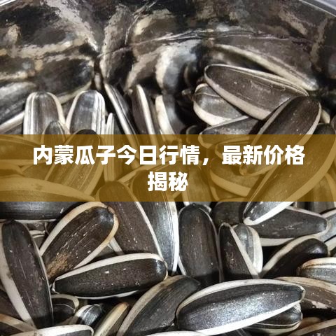 内蒙瓜子今日行情，最新价格揭秘
