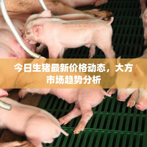 今日生猪最新价格动态，大方市场趋势分析