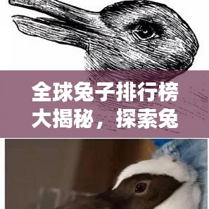 全球兔子排行榜大揭秘，探索兔界荣耀之巅！