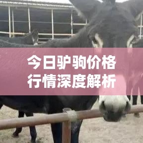 今日驴驹价格行情深度解析