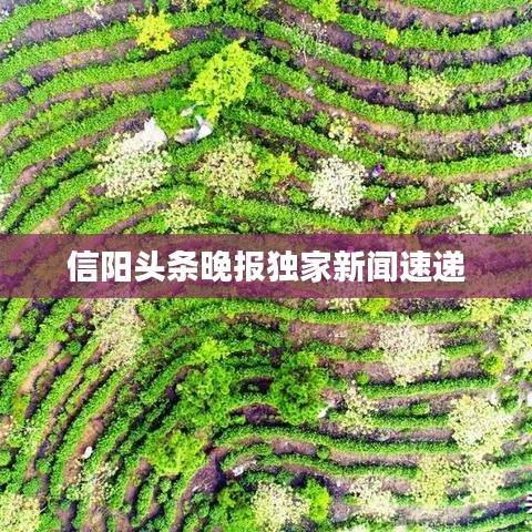 信阳头条晚报独家新闻速递