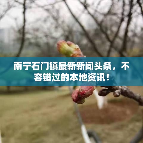 南宁石门镇最新新闻头条,不容错过的本地资讯!