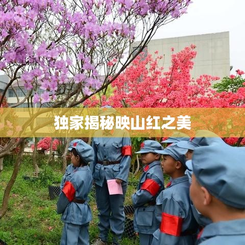 独家揭秘映山红之美